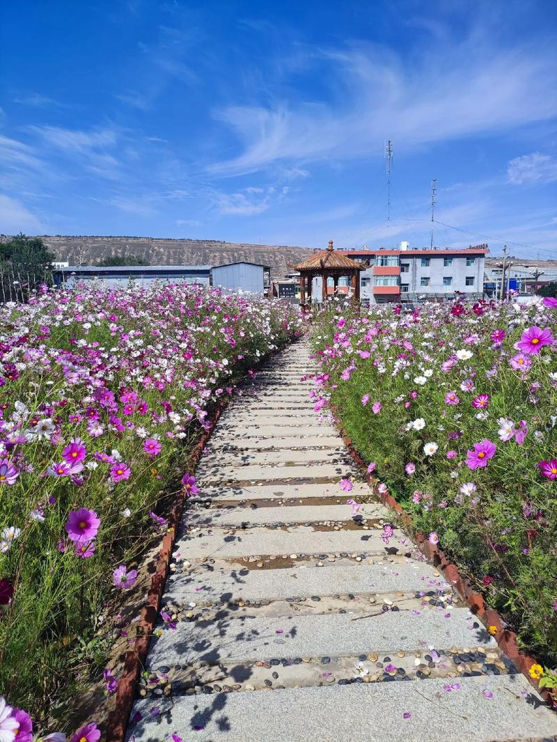 520886.соn怎么打开